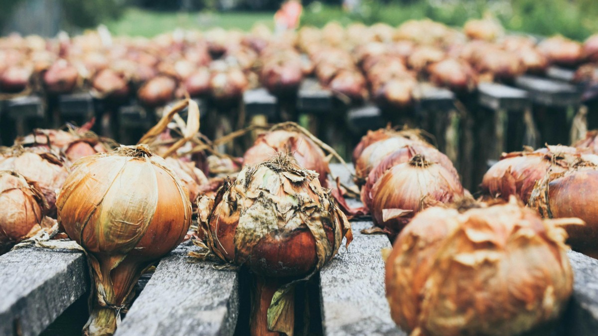 Not just McDonald's - E. coli outbreak forces Burger King, KFC and Pizza Hut to recall onions from some stores - Check out affected locations