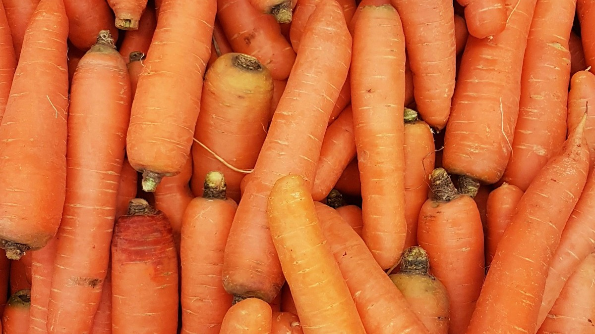 Recall of carrots: 19 brands sold in large supermarkets - These are the brands, lots and retailers concerned