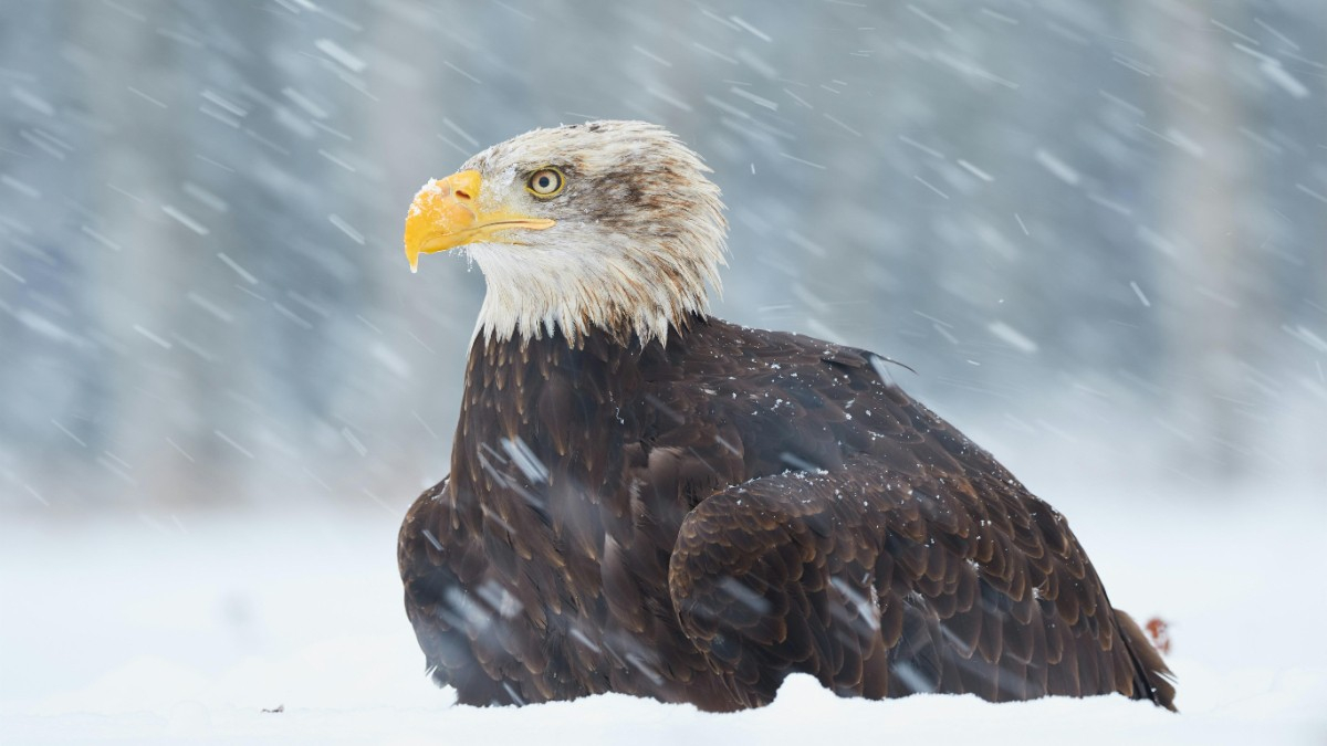 The bald eagle is officially the bird of the United States: what are the official symbols of the country after Biden's signature?