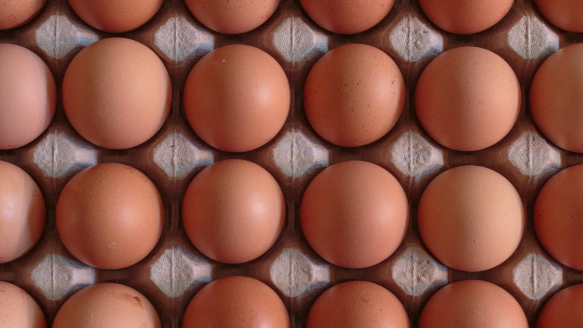 Costco egg recall intensifies amid salmonella concerns - These are the lots and products affected and the potential risks