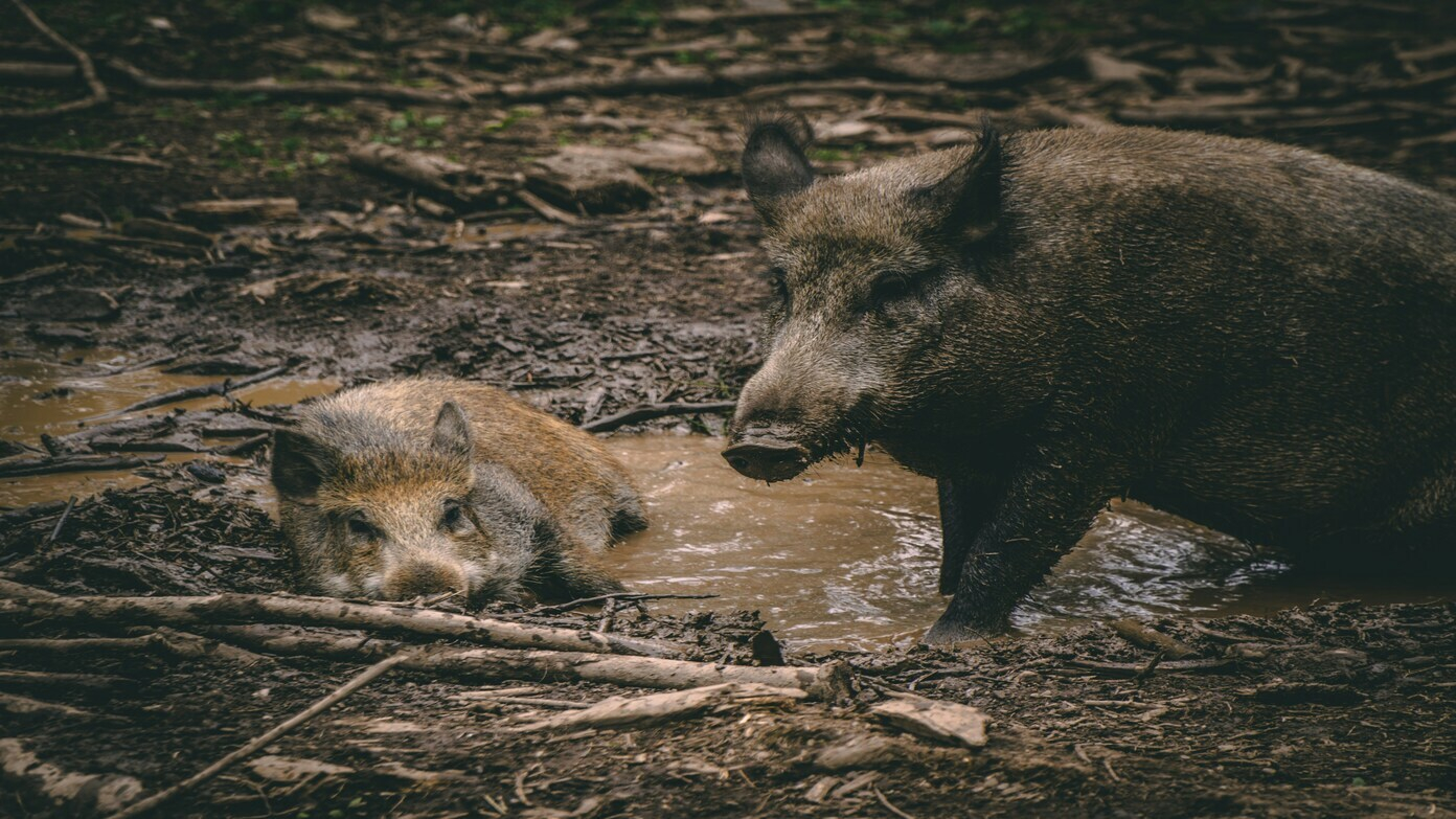 Why U.S. farmers and ranchers are alarmed by destructive Canadian 'super pigs'